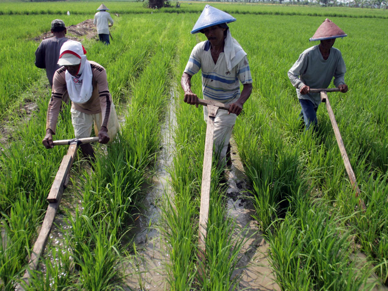 Pembangunan Sektor Pertanian  di Indonesia Saat Ini 