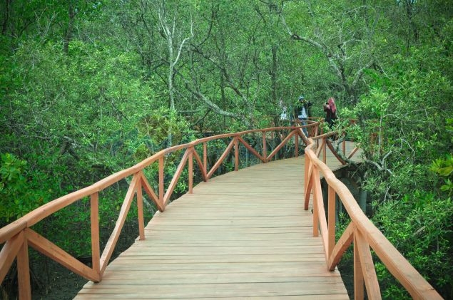 mangrove batu karas