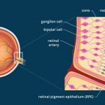 cara kerja retina