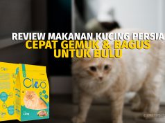 Review Makanan Kucing Persia