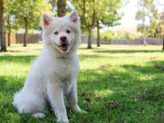 Penyebab Munculnya Kutu Anjing