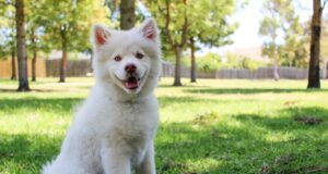 Penyebab Munculnya Kutu Anjing