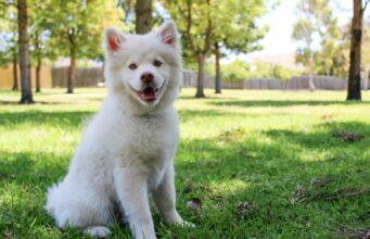 Buat Anjing Sehat dan Bahagia, Tanpa Perlu Khawatir Terkena Kutu Anjing Penyebab Munculnya Kutu Anjing